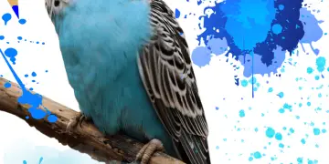 Blue parakeet