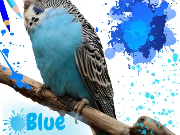 Blue parakeet