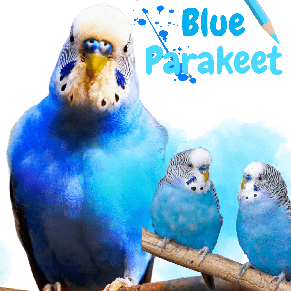 Blue parakeets