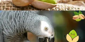 Can African Greys Eat pistachios