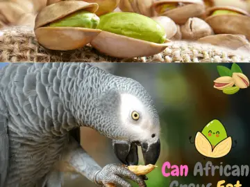 Can African Greys Eat pistachios