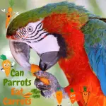 Can parrots eat carrots