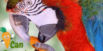 Can parrots eat carrots