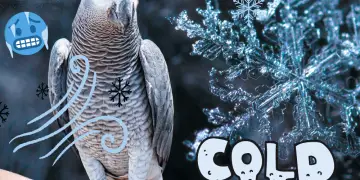 Can parrots live in the cold