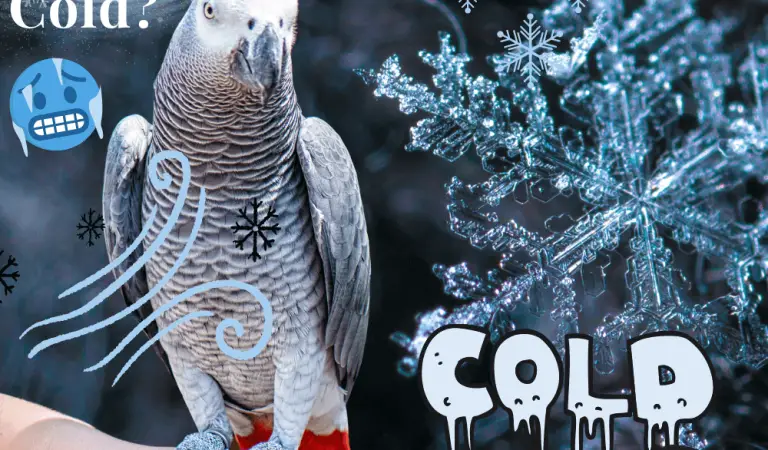Can parrots live in the cold?