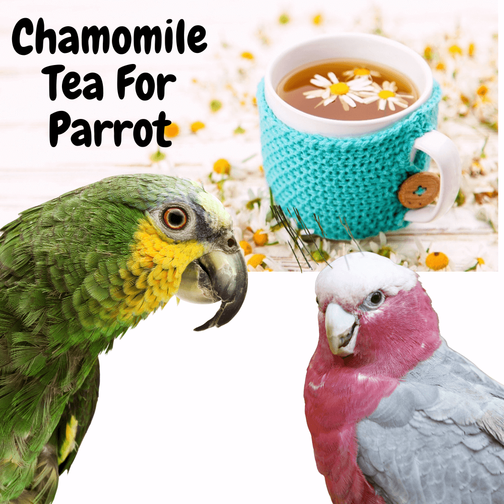 Chamomile tea for parrot