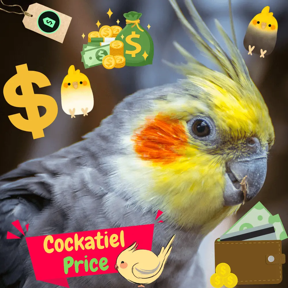 Cockatiel price