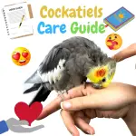 Cockatiels care guide
