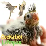 Cockfatiel Lifespan