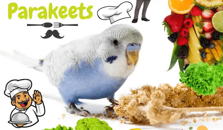 The Best Diet and Food for Parakeets: How to Feed a Parakeet