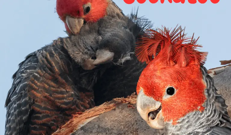 The Red-headed Cockatoo or Gang Gang Cockatoo