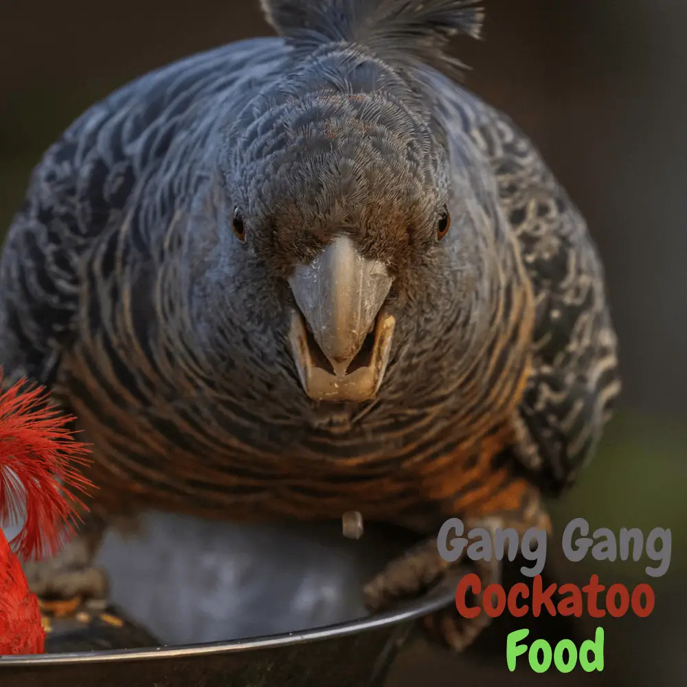 Gang Gang Cockatoo food
