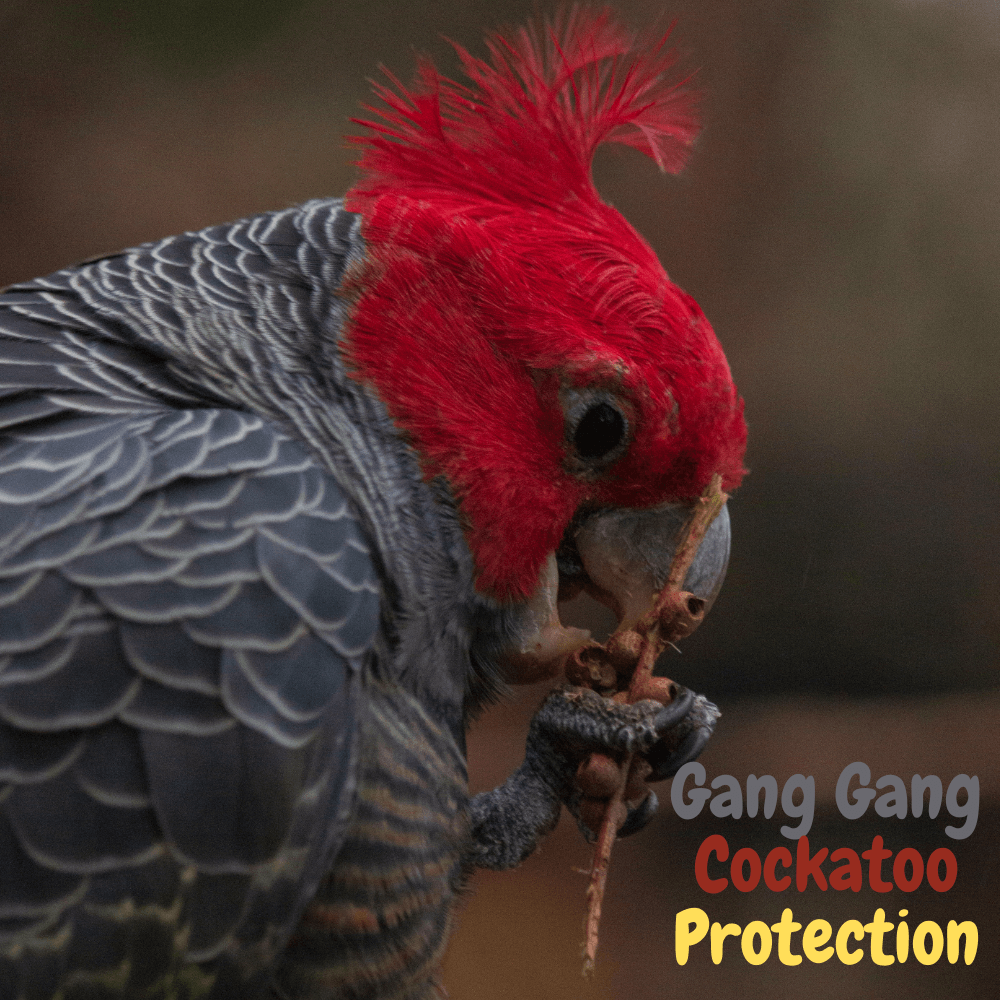 Gang Gang Codckatoo protection