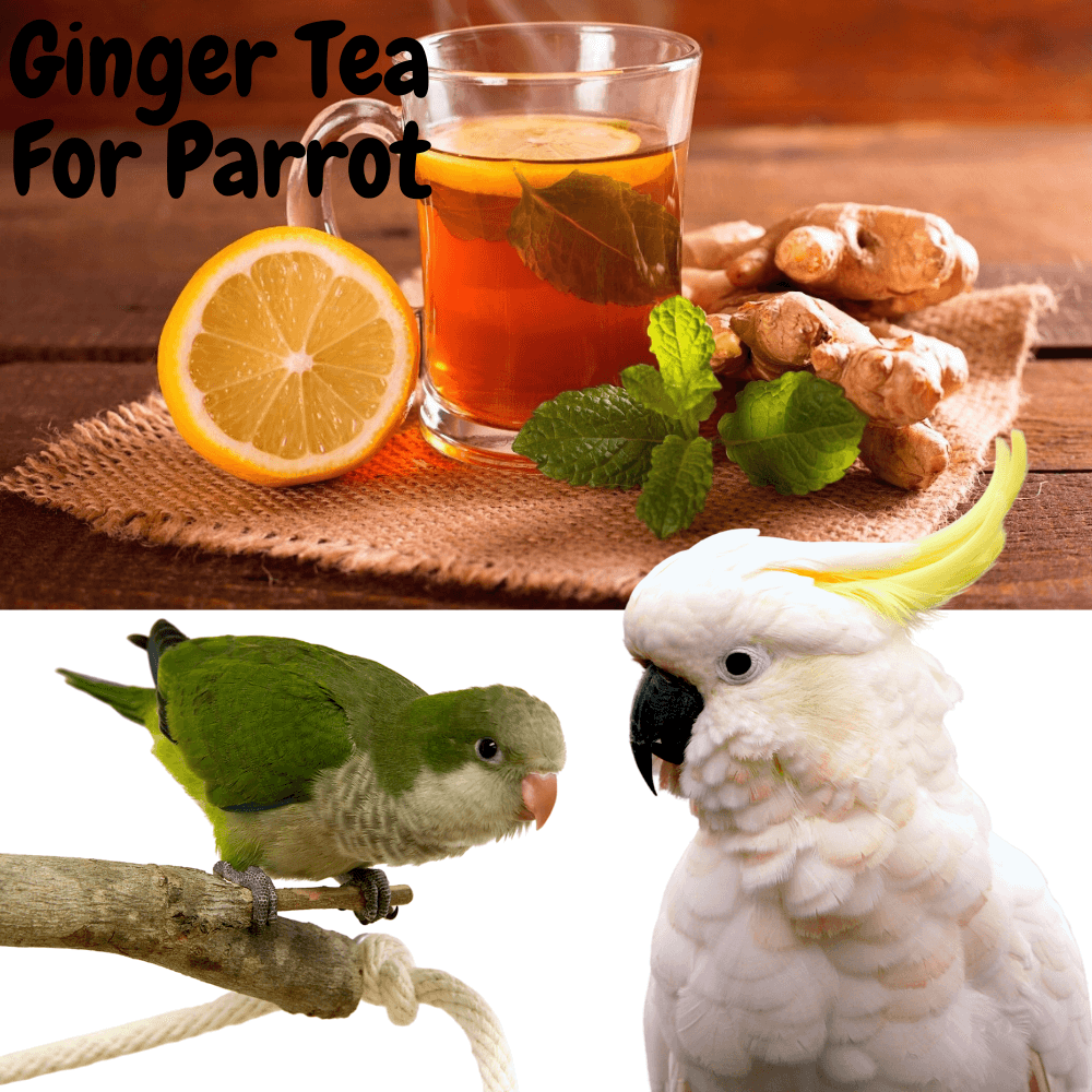 Ginger tea for parrot