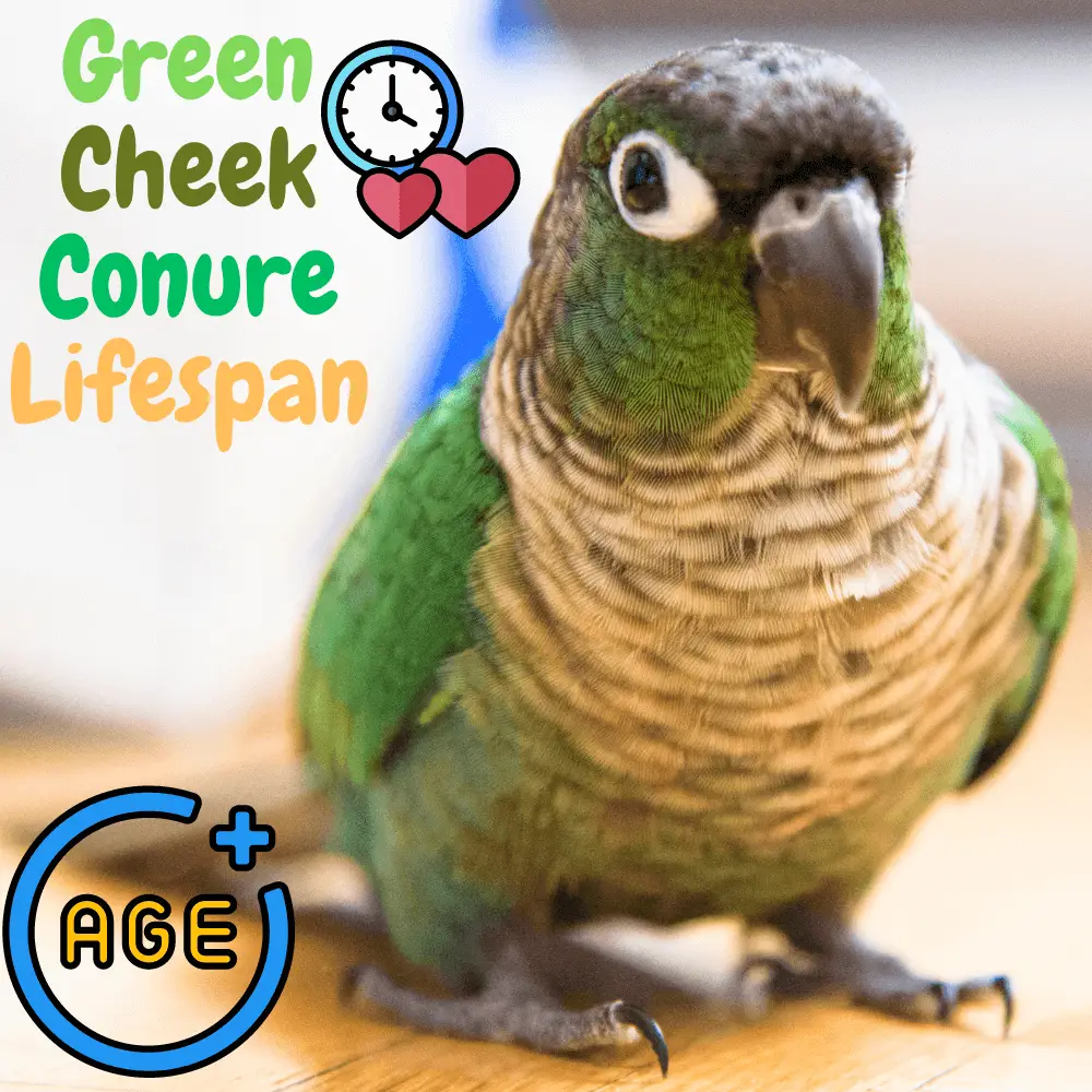 Green cheek conure lifespan