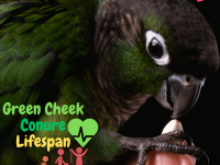 Green cheek conure lifespan
