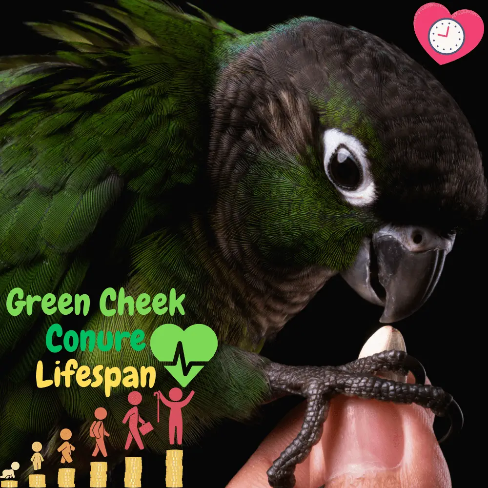 Green cheek conure lifespan