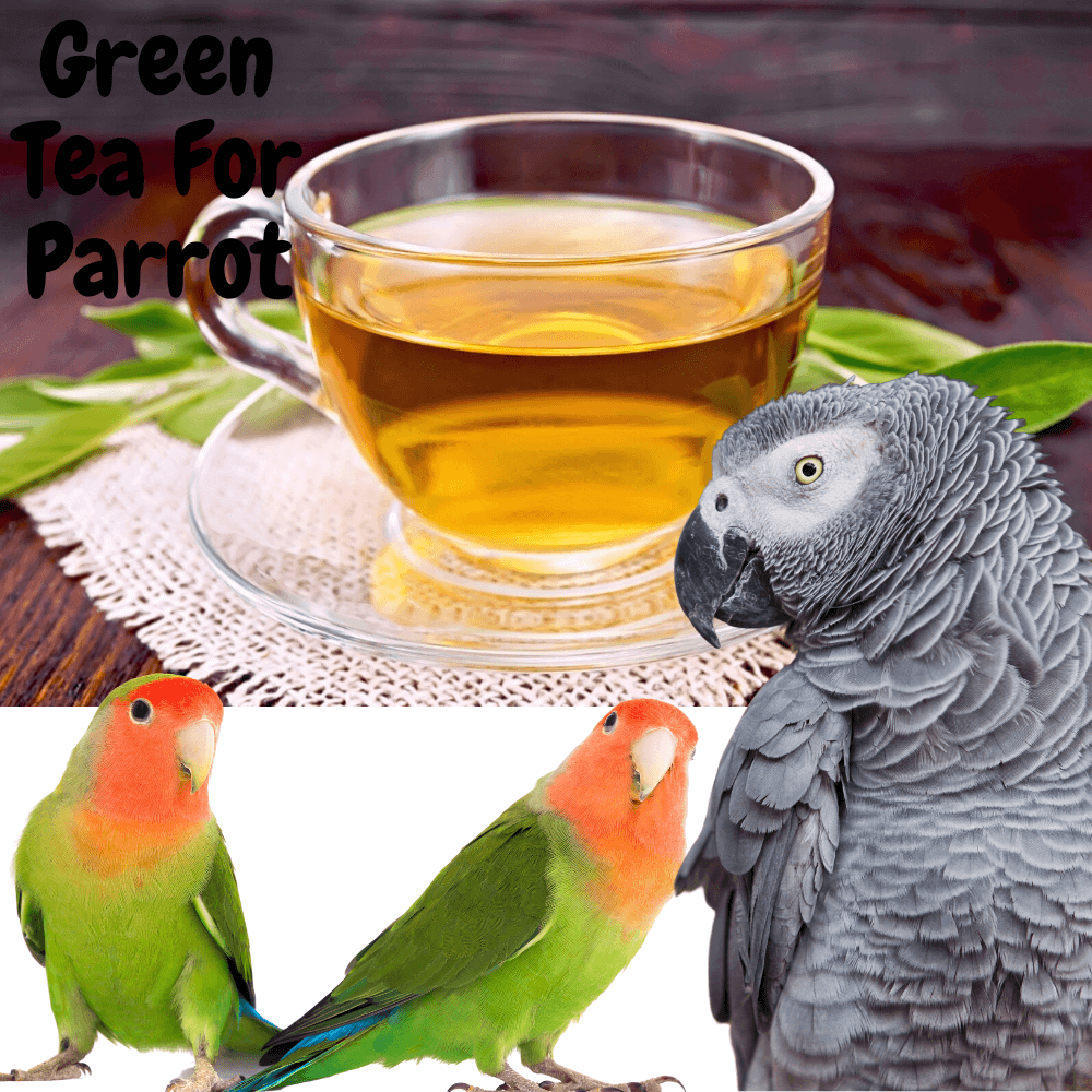 Green tea for parrot