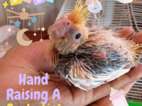 Hand raising a cockatiel
