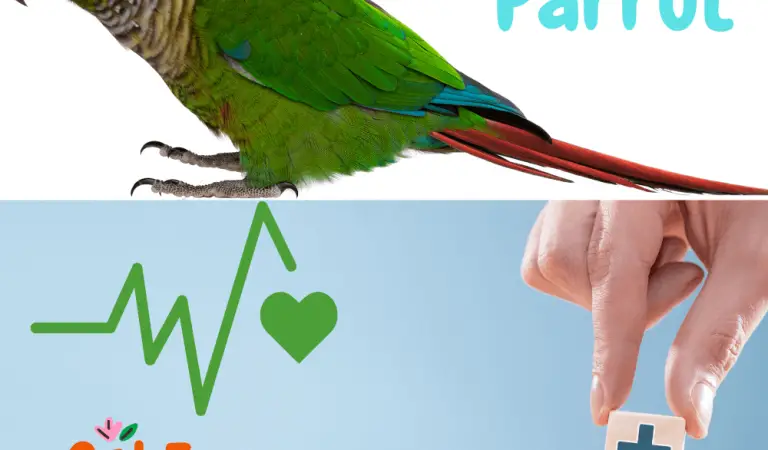 The 7 Things to Avoid for a Good Health of your Parrot