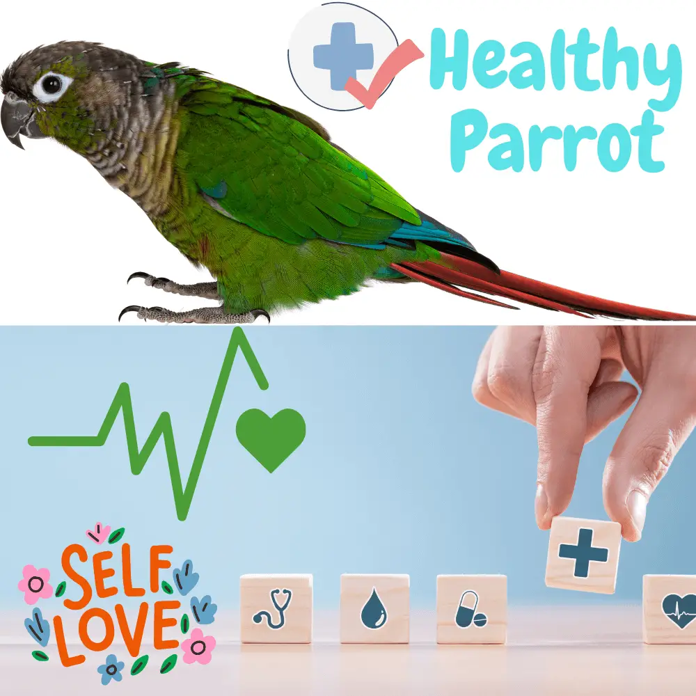 Healthy Parrot