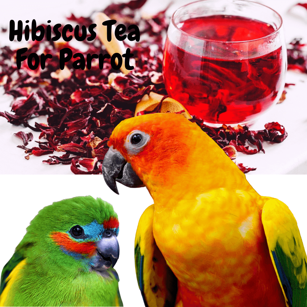 Hibiscus tea for parrot