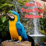 How to train your macaw