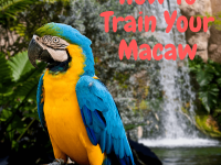 How to train your macaw