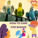 How to care for budgie