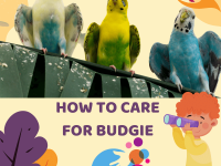 How to care for budgie
