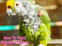 How to fight against feather pecking for parrot
