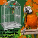 How to get a parrot in its cage
