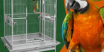How to get a parrot in its cage