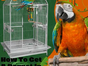 How to get a parrot in its cage