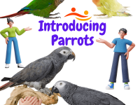 Introducing Parrots
