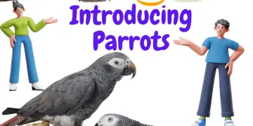 Introducing Parrots