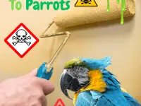Is Paint Toxic To Parrots