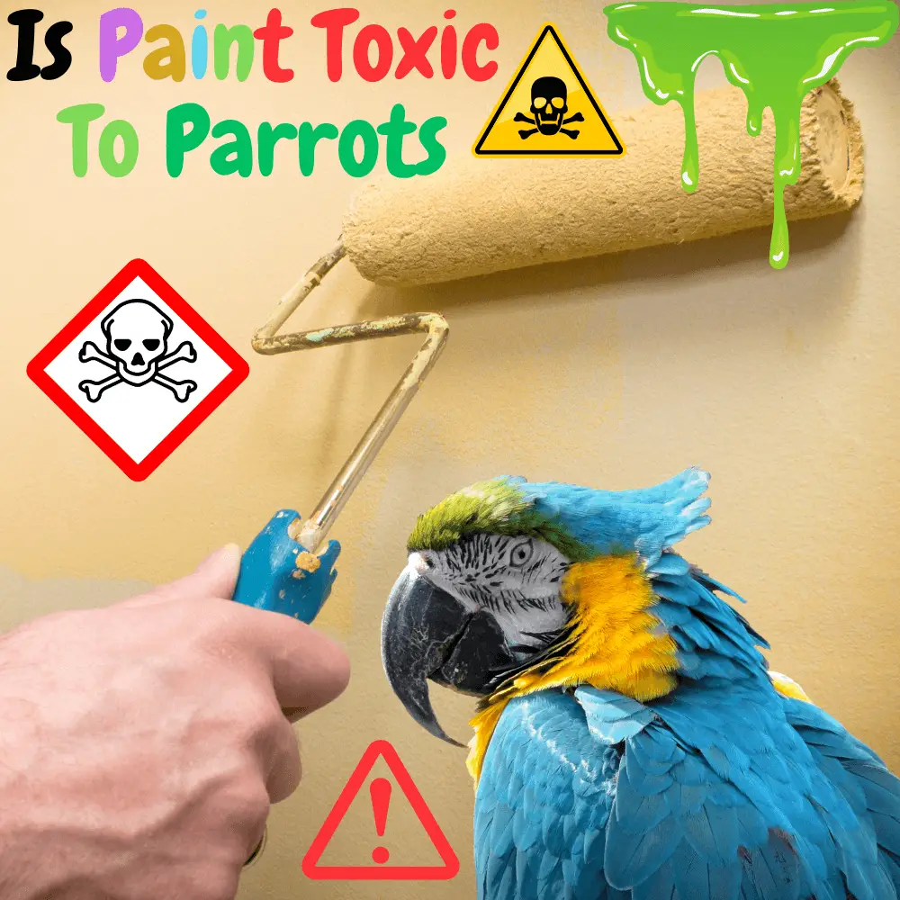 Is Paint Toxic Tso Parrots