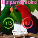 Is a parrot a bird