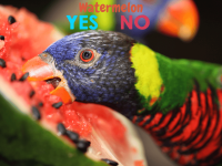 Is it dangerous for parrots to eat watermelon