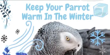 Keep Your Parrot Warm in the Winter