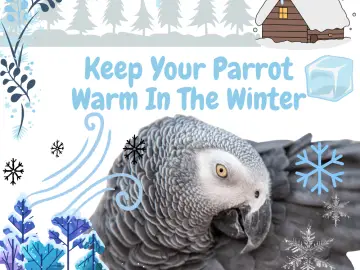 Keep Your Parrot Warm in the Winter