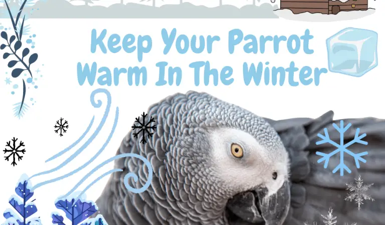 10 Strategies to Keep Your Parrot Warm in the Winter