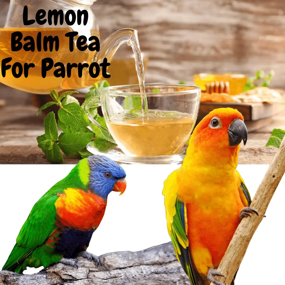 Lemon balm tea for parrot