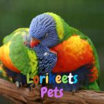 Lorikeets Pets