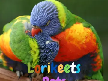 Lorikeets Pets