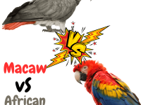 Macaw vs African Grey