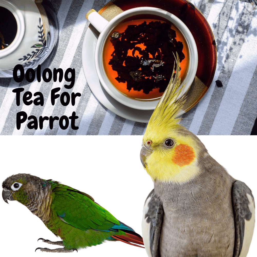Oolong Tea for parrot