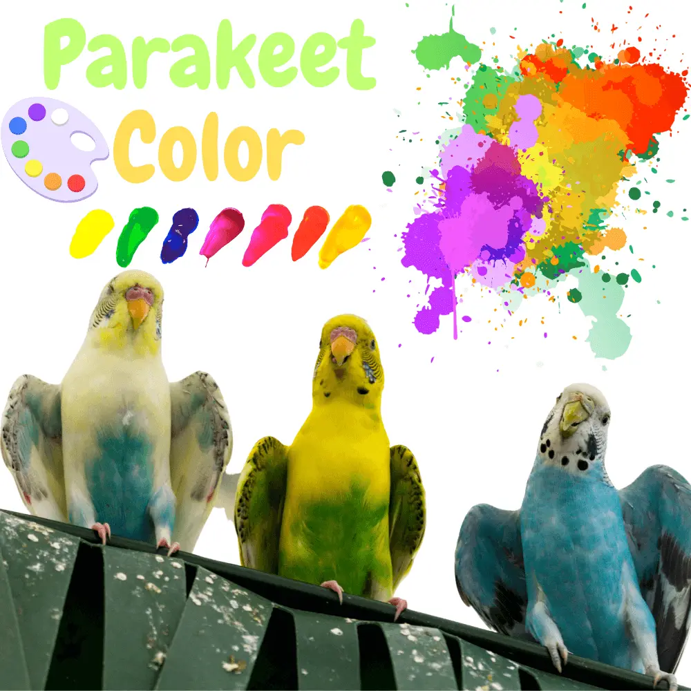 Parakeet Color
