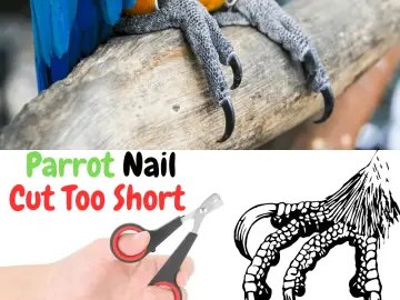 Nail cut too short